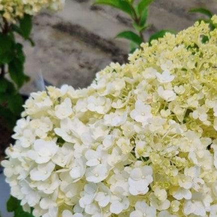 Hydrangea paniculata 'Ilvobo' PP22782 ~ Proven Winners® Color Choice® Bobo® Hydrangea