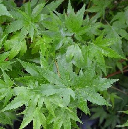 Acer palmatum 'Sango-kaku' ~ Coral Bark Japanese Maple