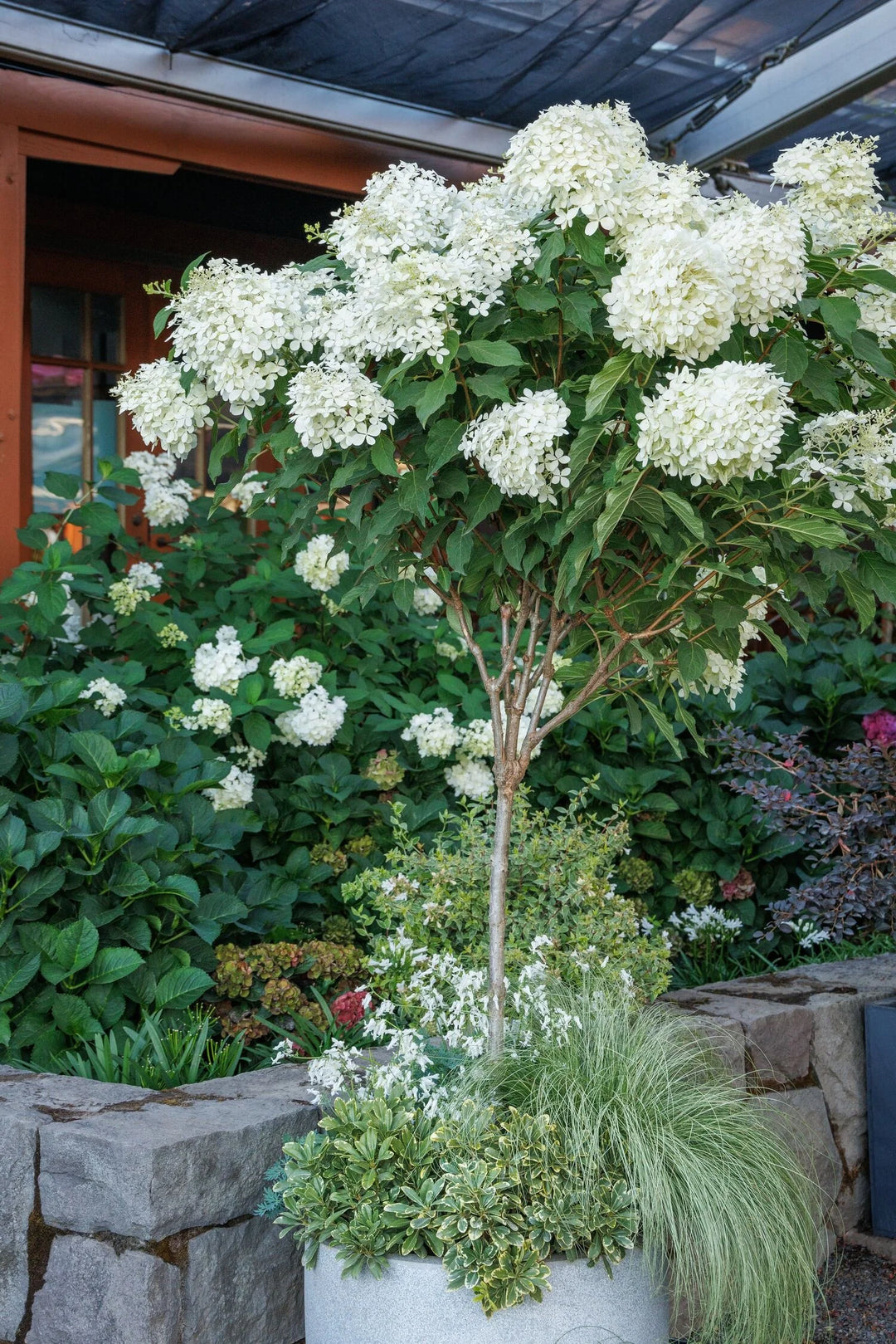 Monrovia Hydrangea - Phantom Pinnacle Tree