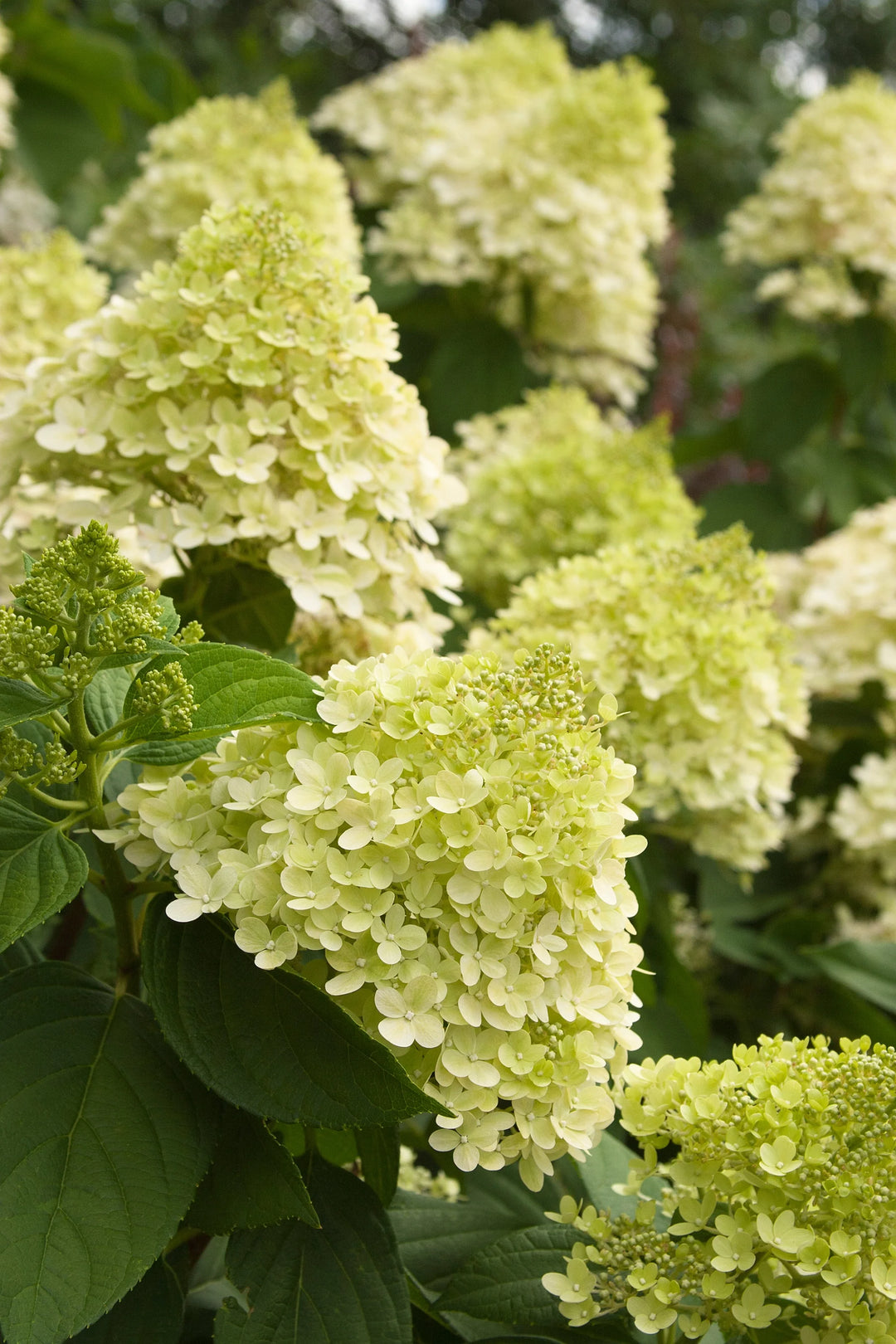 Monrovia Hydrangea - Winners Limelight Tree