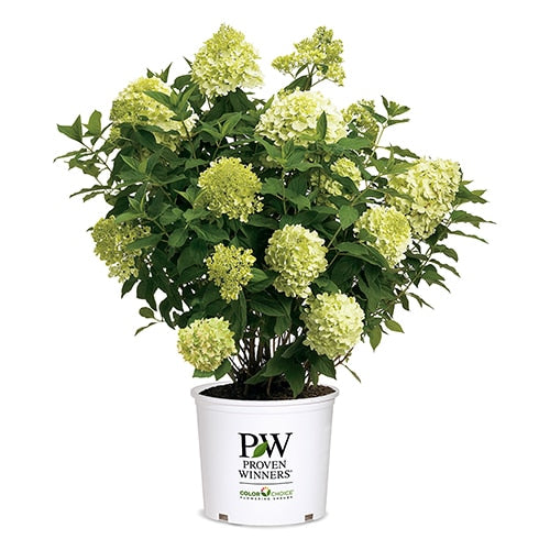 Monrovia Hydrangea - Winners Limelight Prime