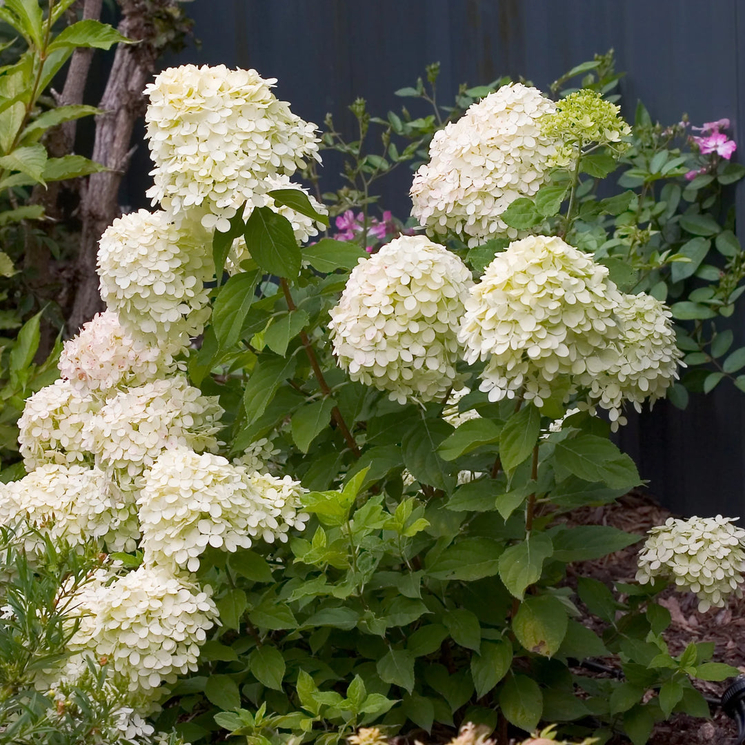 Monrovia Hydrangea - Winners Little Lime