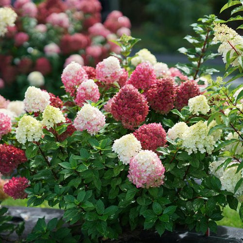 Monrovia Hydrangea - Winners Little Lime Punch