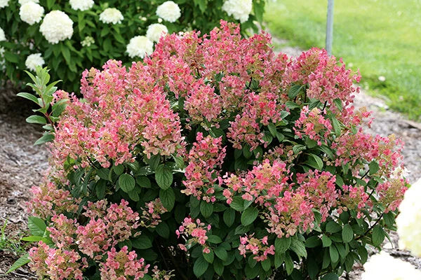 Monrovia Hydrangea - Winners Little Quick Fire