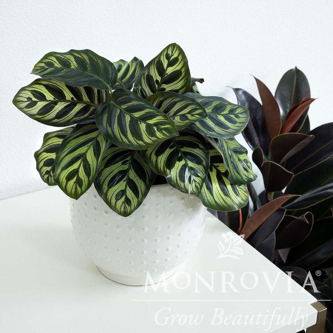 Calathea makoyana ~ Monrovia® Peacock Plant