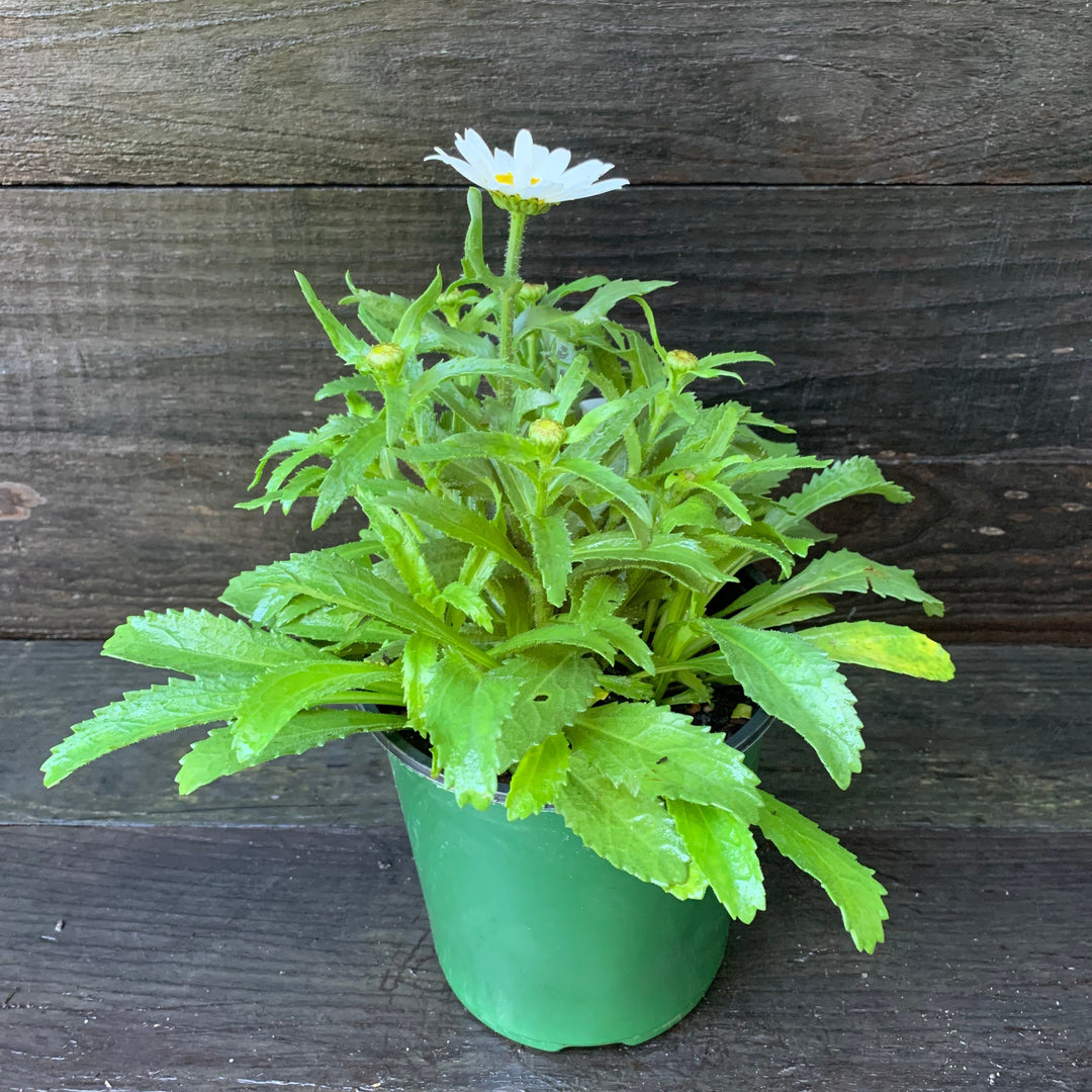 Leucanthemum x superbum 'Snowcap' ~ Snowcap Shasta Daisy