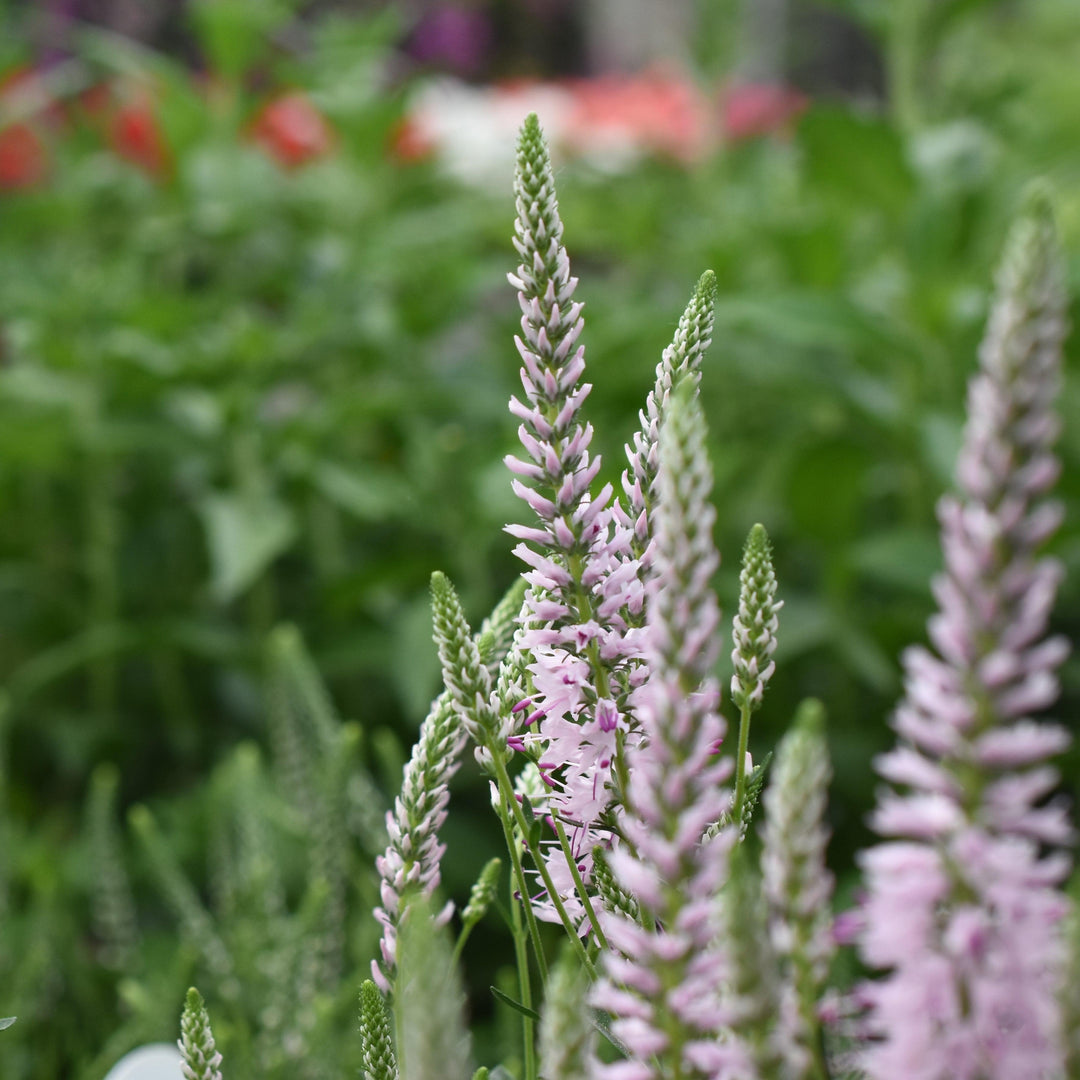 Veronica spicata 'Novaverpin' ~ Moody Blues® Pink Veronica, Speedwell