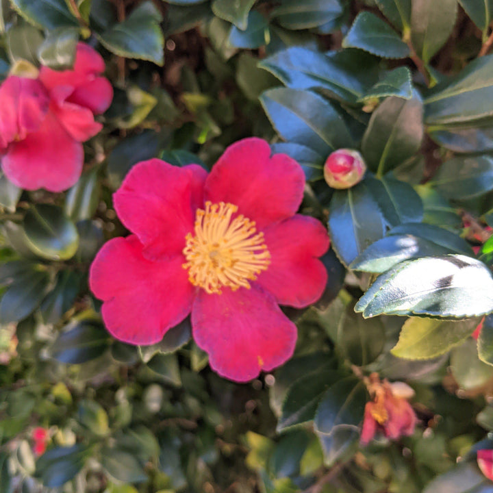 Camellia sasanqua 'Yuletide' ~ Yuletide Camellia