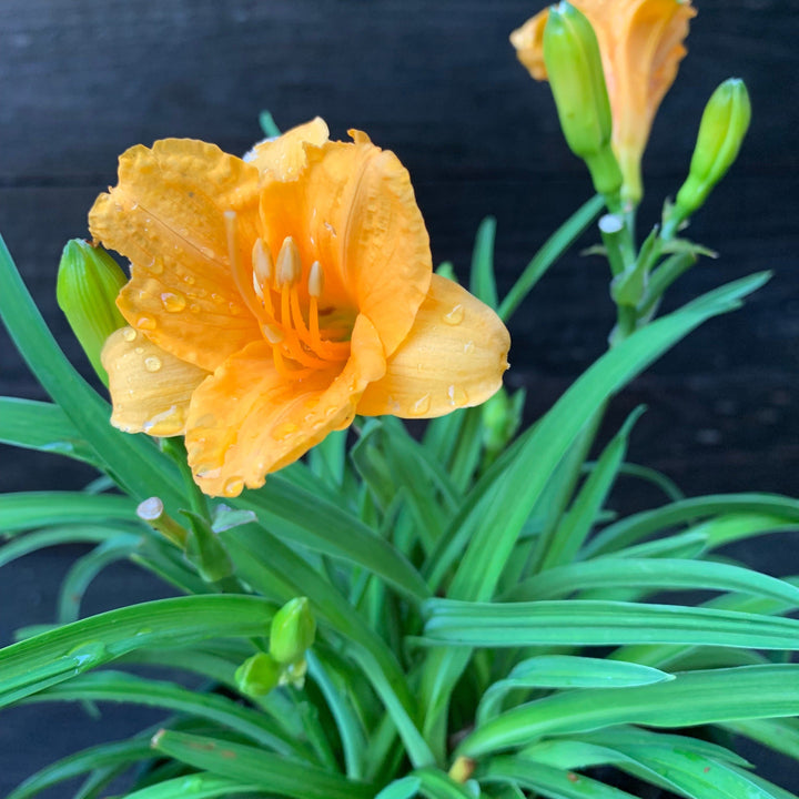 Hemerocallis fulva 'DHEMORANGE' ~ Monrovia® Endlesslily® Orange Daylily