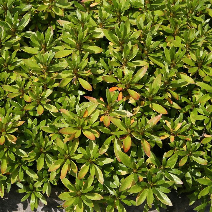 Rhododendron 'Chinzan' ~ Chinzan Satsuki Azalea