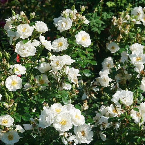 Rosa 'Bozmillwin' PP28197  ~ PW® Color Choice® Oso Easy Ice Bay® Rose