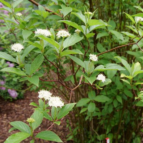 Cornus stolonifera 'Farrow' ~ Arctic Fire® Red Twig Dogwood