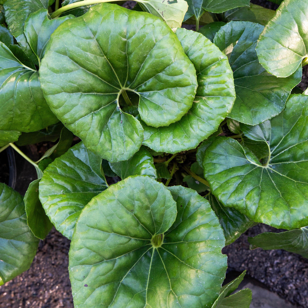 Farfugium Japonicum 'Giganteum' ~ Giant Leopard Plant