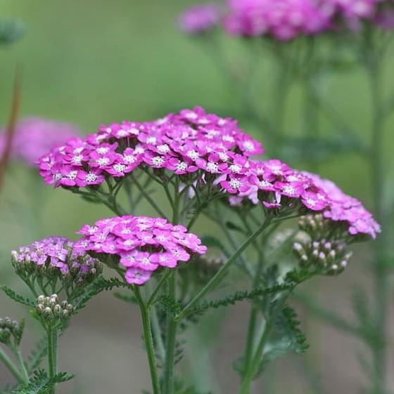 Achillea millefolium 'Balvinviolet' USPP 25,750' ~ New Vintage™ Violet Yarrow