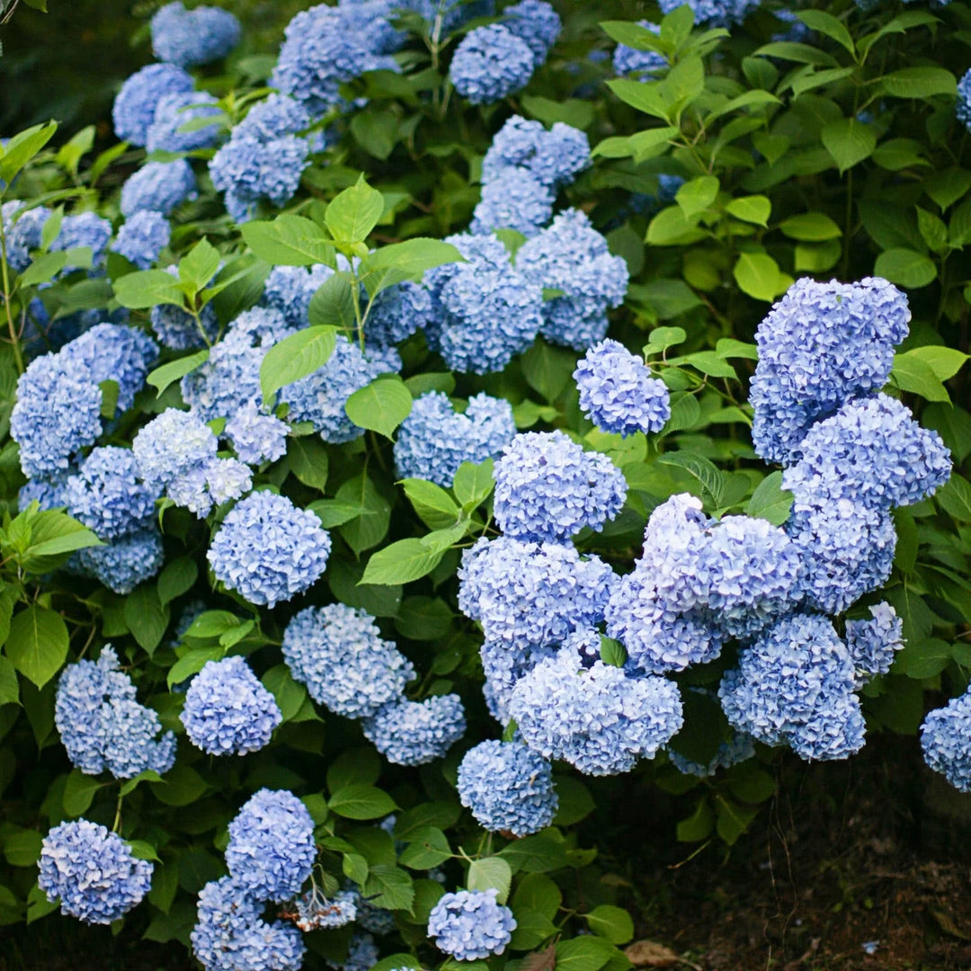 Hydrangea - 'Nikko Blue'