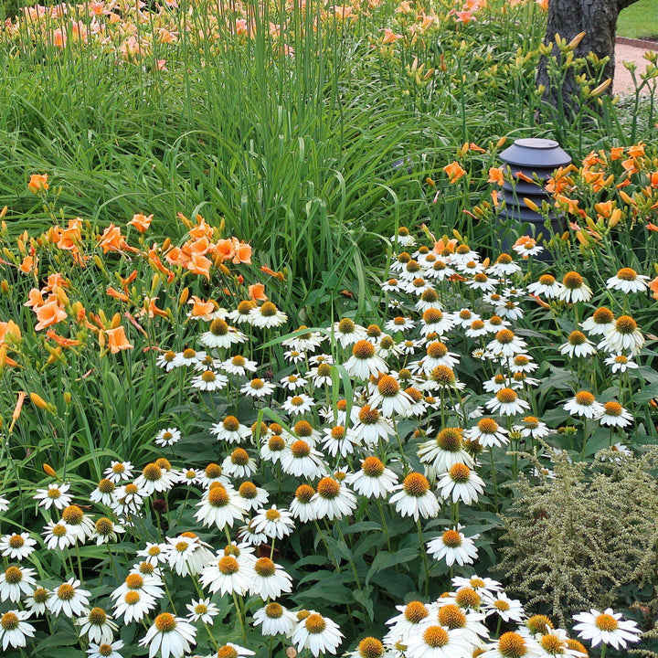 Echinacea purpurea 'PowWow White' ~ PowWow® White Echinacea, Coneflower