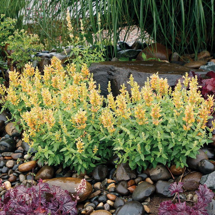 Agastache 'TNAGAPBY' ~ Poquito™ Butter Yellow Hyssop