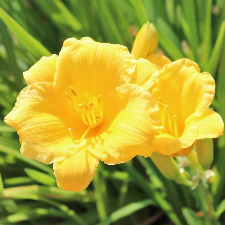 Hemerocallis fulva 'DHEMORANGE' ~ Monrovia® Endlesslily® Orange Daylily