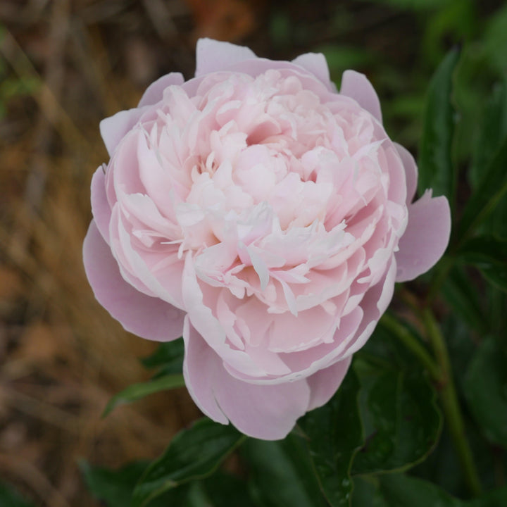 Paeonia lactiflora 'Myrtle Gentry' ~ Myrtle Gentry Peony