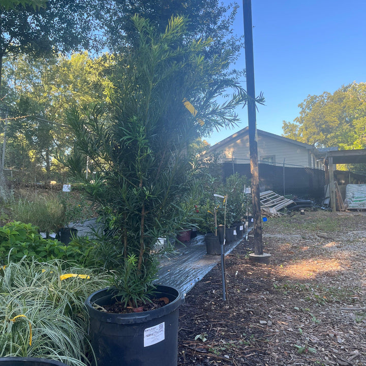 Podocarpus macrophyllus 'Maki' ~ Maki Shrubby Yew Podocarpus