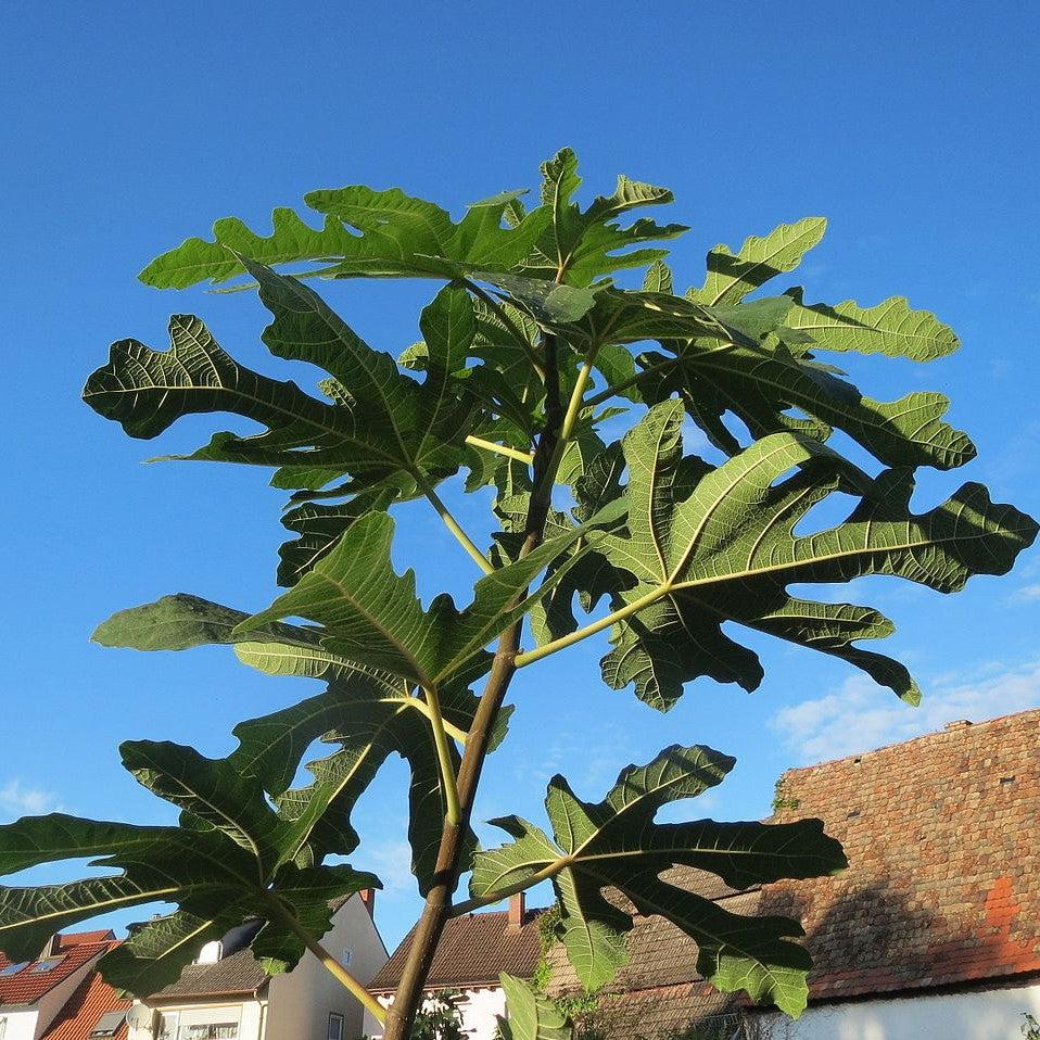 Ficus carica 'Majoam' ~ 'Little Miss Figgy' Fig