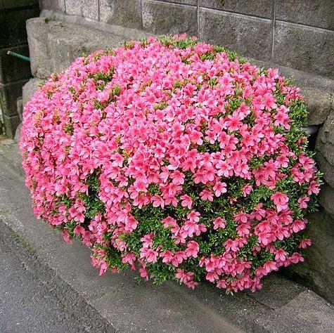 Rhododendron 'Chinzan' ~ Chinzan Satsuki Azalea
