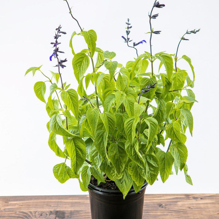 Salvia guaranitica 'Black and Blue' ~ Black and Blue Anise-Scented Sage