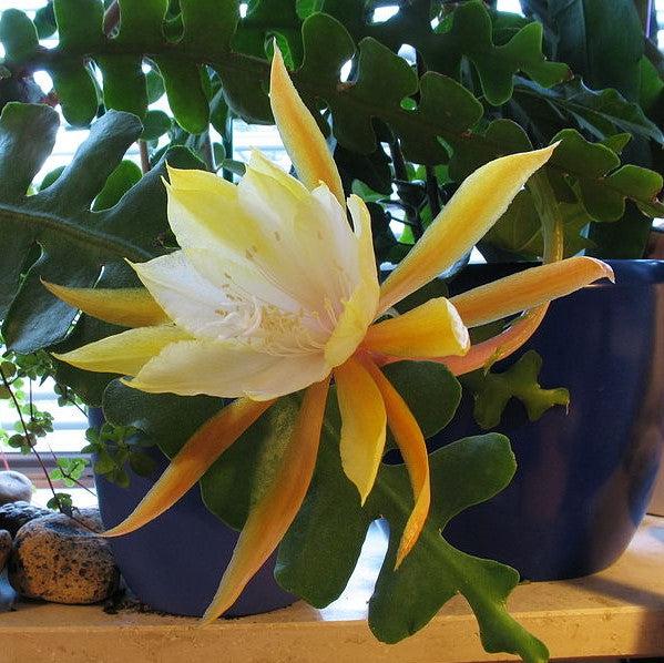 Epiphyllum anguliger ~ Monrovia® Fishbone Cactus