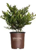 Distylium 'Cast in Bronze'