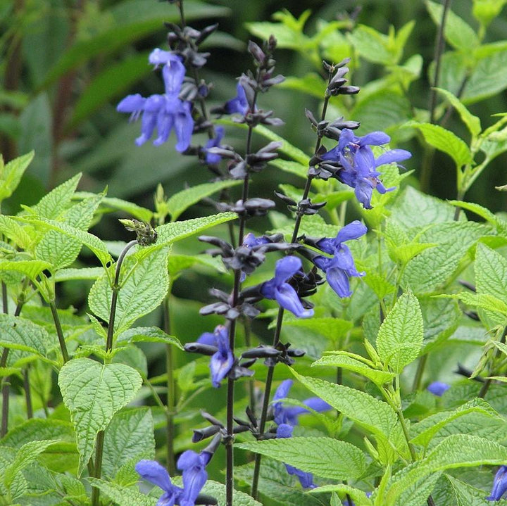 Salvia guaranitica 'Black and Blue' ~ Black and Blue Anise-Scented Sage