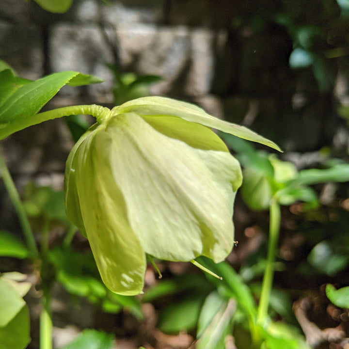 Helleborus hybridus ~ Hybrid Hellebore, Lenten Rose