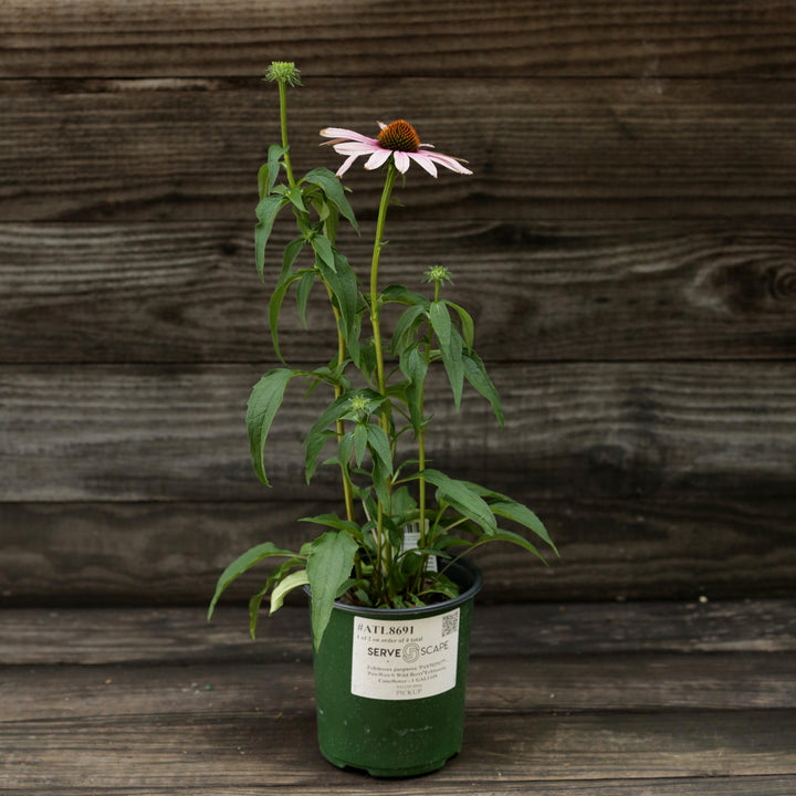 Echinacea purpurea 'PAS702917' ~ PowWow® Wild Berry Echinacea, Coneflower