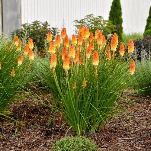 Kniphofia 'Hot and Cold' PP31185 ~ PW® Pyromania® Hot and Cold Red Hot Poker