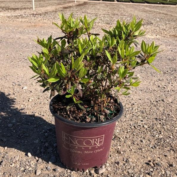 Rhododendron ‘Roblef’ ~ Encore® Autumn Sundance™ Azalea