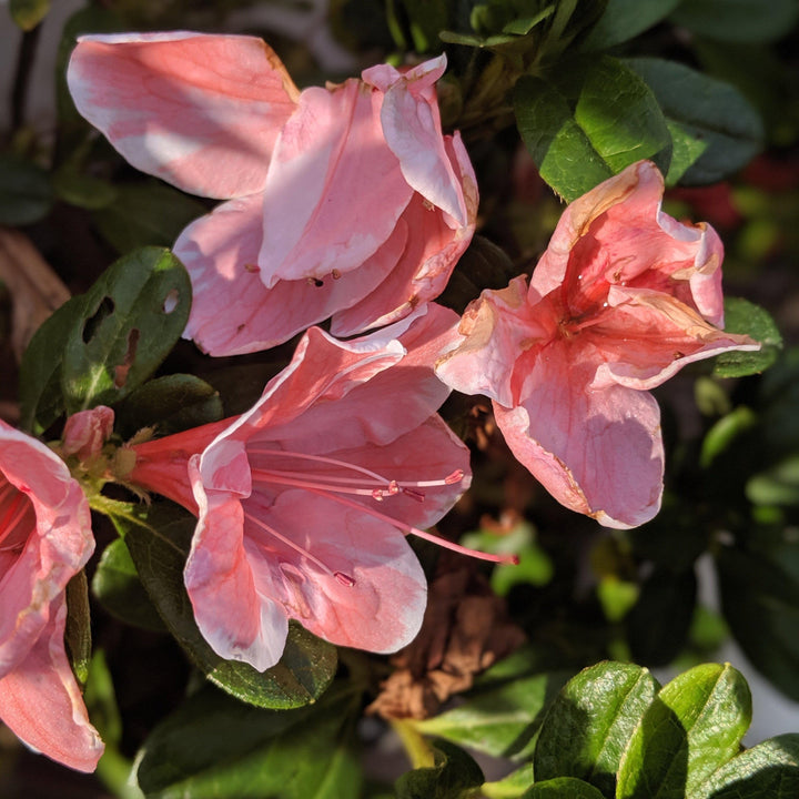 Rhododendron 'Roblet' ~ Encore® Autumn Sunburst™ Azalea