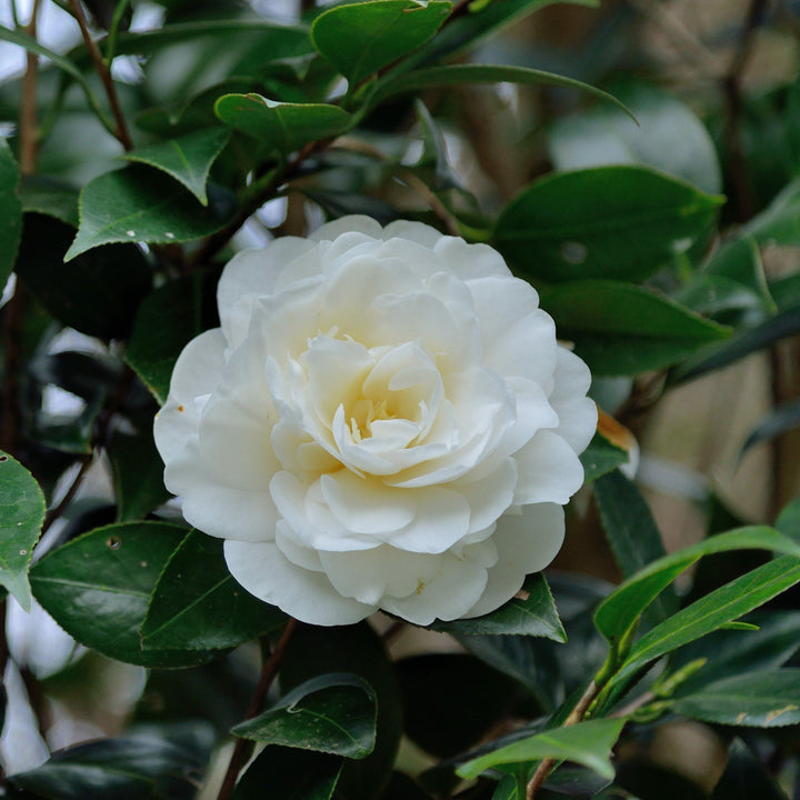 Camellia sasanqua ‘Green 02-004’ ~ October Magic® White Shi-Shi™ Camellia