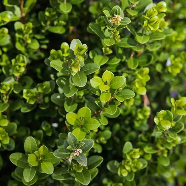 Buxus microphylla japonica 'Gregem' ~ Baby Gem™ Boxwood