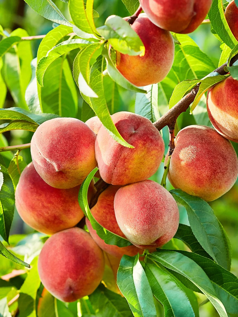 Peach Tree - Contender