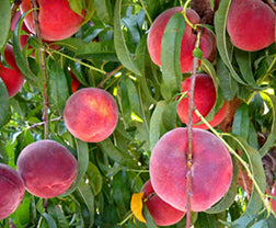 Peach Tree - Rich Joy