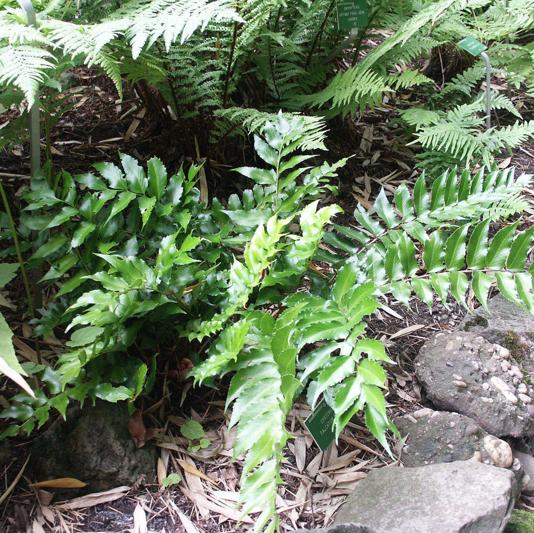 Cyrtomium falcatum ~ Japanese Holly Fern