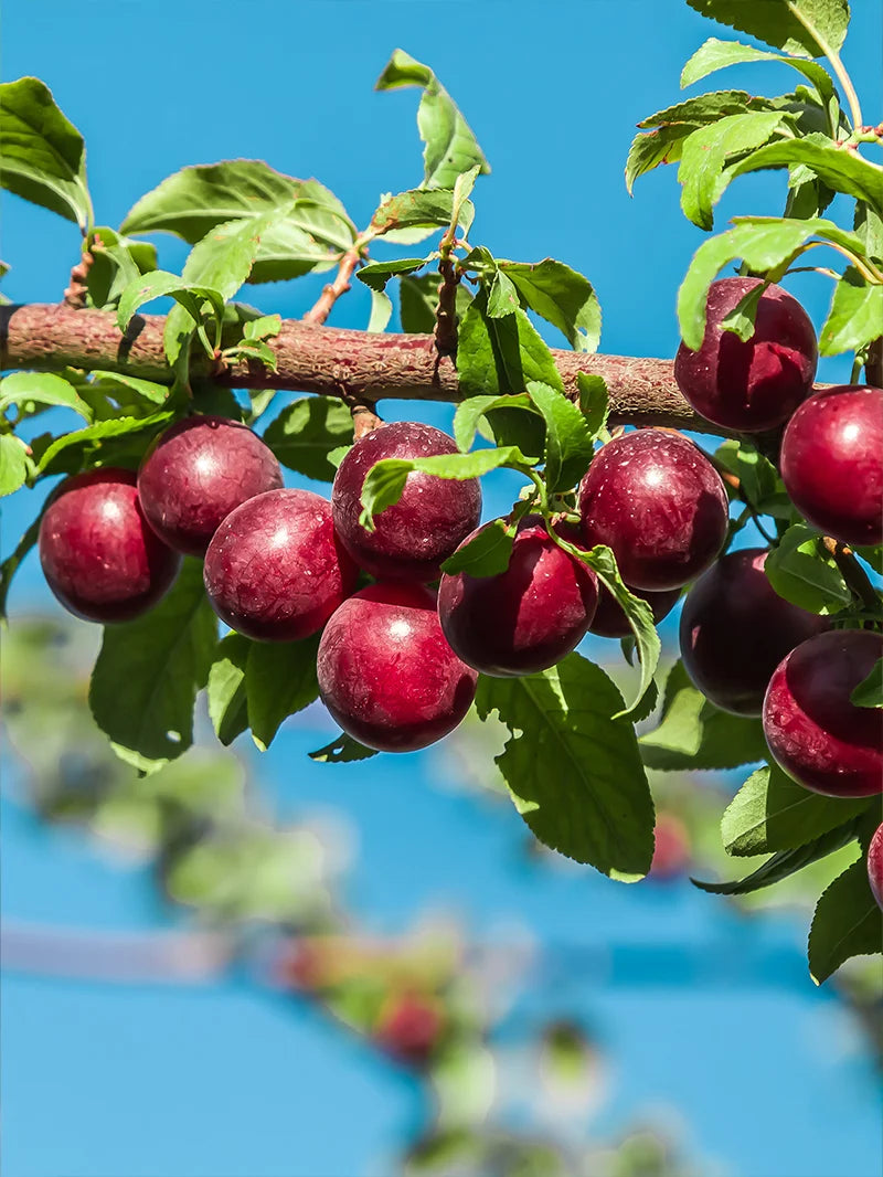 Plum Tree - AU Amber