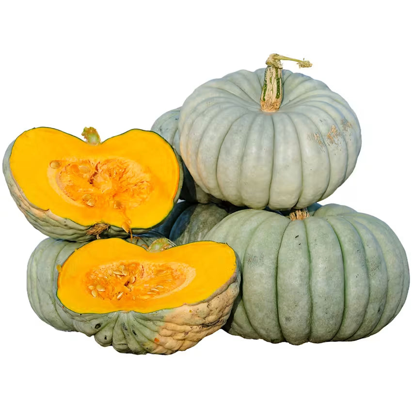 Pumpkin - Jarrahdale