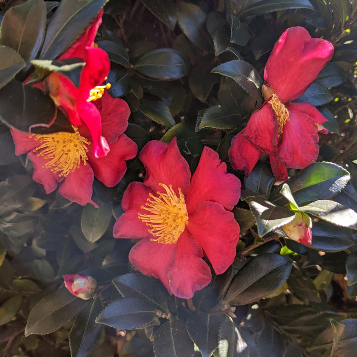 Camellia sasanqua 'Yuletide' ~ Yuletide Camellia