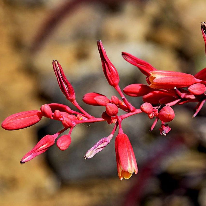 Hesperaloe parviflora 'Perpa' ~ Monrovia® Brakelights® Red Yucca