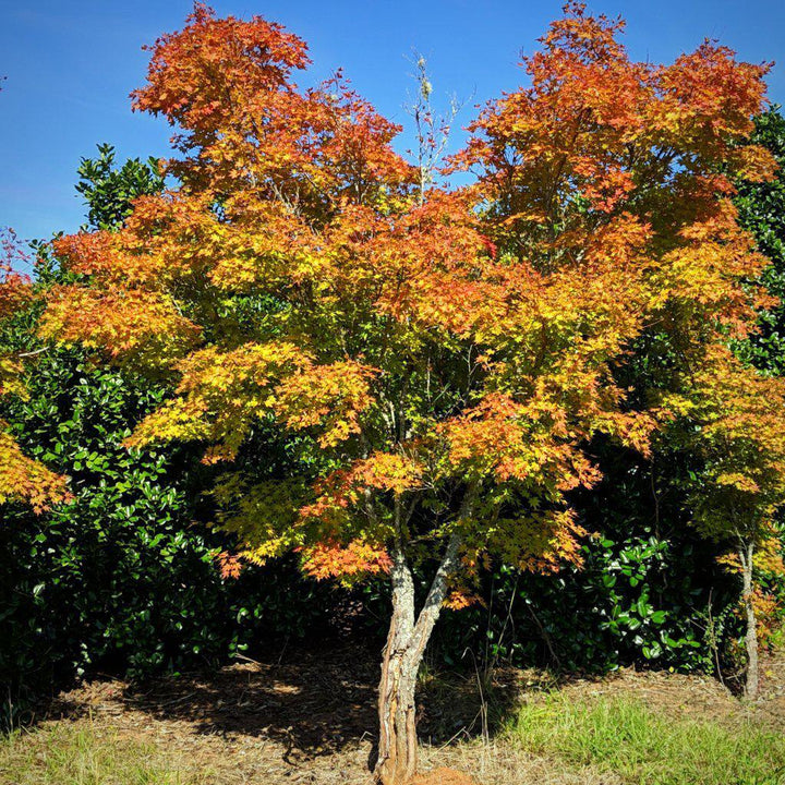 Acer palmatum 'Sango-kaku' ~ Coral Bark Japanese Maple