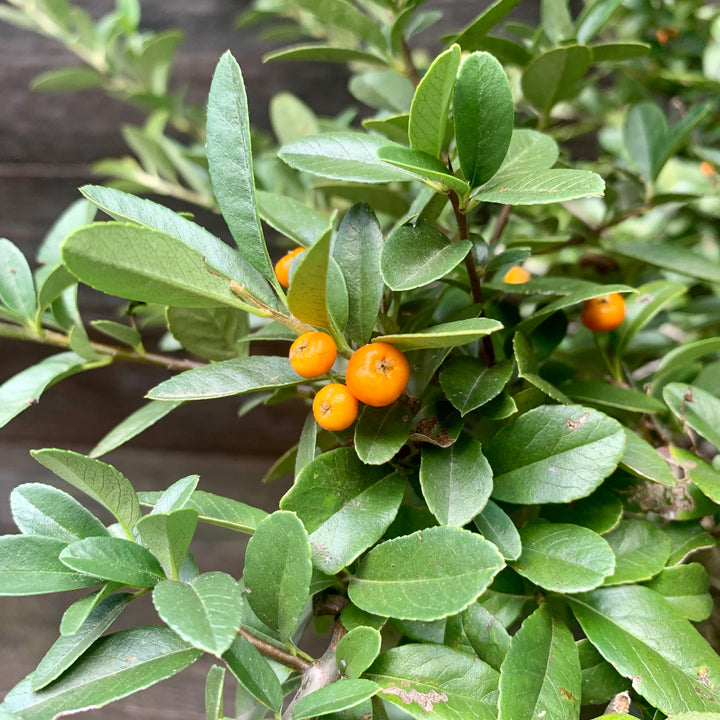 Pyracantha x 'Mohave' ~ Mohave Firethorn Shrub