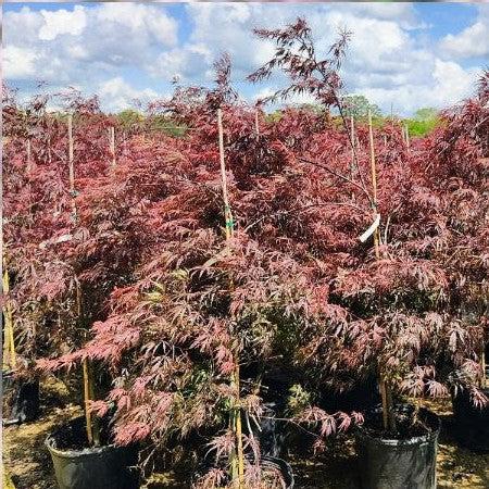 Acer palmatum var. dissectum 'Tamukeyama' ~ Tamukeyama Japanese Maple