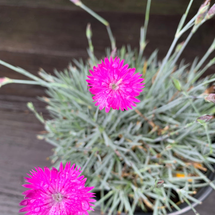 Dianthus gratianopolitanus 'Firewitch' ~ Firewitch Dianthus, Cheddar Pink