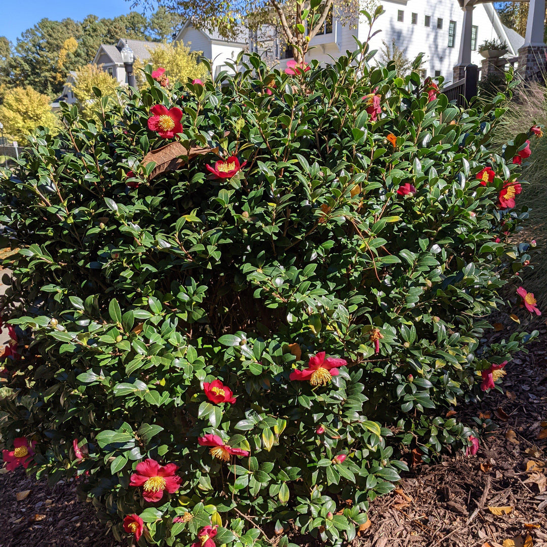 Camellia sasanqua 'Yuletide' ~ Yuletide Camellia