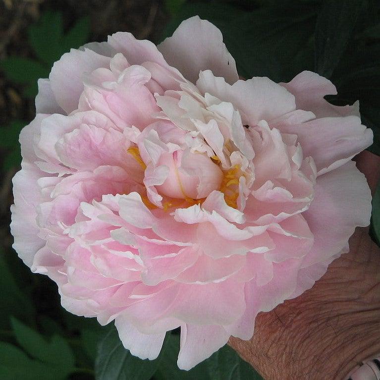 Paeonia lactiflora 'Myrtle Gentry' ~ Myrtle Gentry Peony